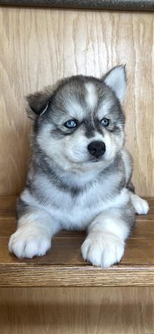 $400 : Siberian Husky Puppies image 4