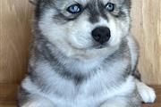 $400 : Siberian Husky Puppies thumbnail