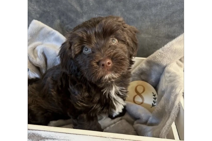 $390 : Havanese puppies for Adoption image 2