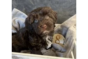 $390 : Havanese puppies for Adoption thumbnail