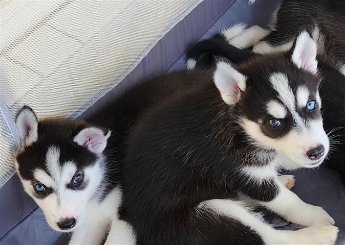 Cachorros Husky Siberianos image 5