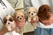 taza de té maltipoo y caniche en Los Angeles