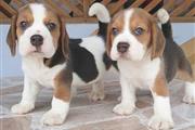 Gorgeous Beagle pupies up for en Madrid