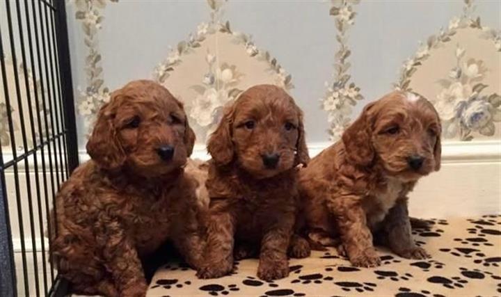 $600 : Cockapoo puppies ready for the image 1