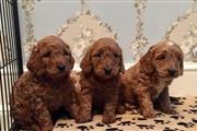 Cockapoo puppies ready for the