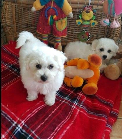 $470 : Bichon frise puppies available image 1