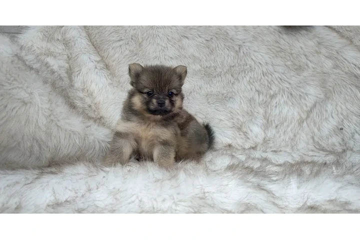 $1600000 : Pomerania Hermosos y Puros image 2