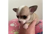 Two amazing chihuahua ready en Atlanta