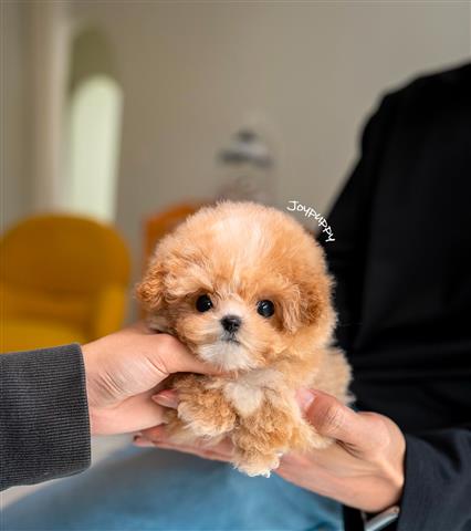 $250 : Teacup Poodle and Yorkie image 6