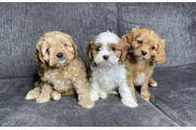 Cavapoo Puppies Available en Bronx