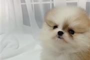 Pomerania en venta