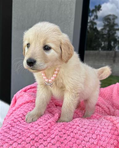 $350 : golden retriever image 2