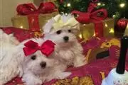 $500 : Exceptional Maltese pups thumbnail