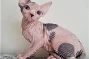 $600 : Male and Female Sphynx kittens thumbnail