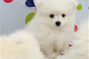 $500 : Camada de Pomerania thumbnail