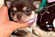 $250 : Chihuahua puppies for sale thumbnail