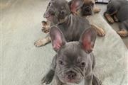 Frenchbulldog puppies for sale
