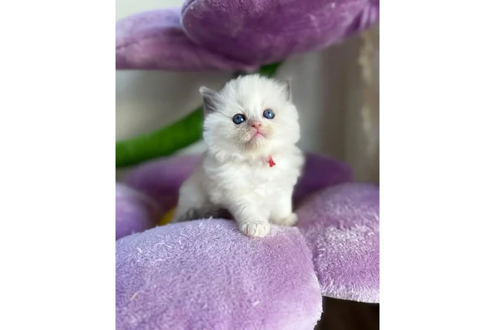 $300 : Ragdoll Kittens For Sale image 2