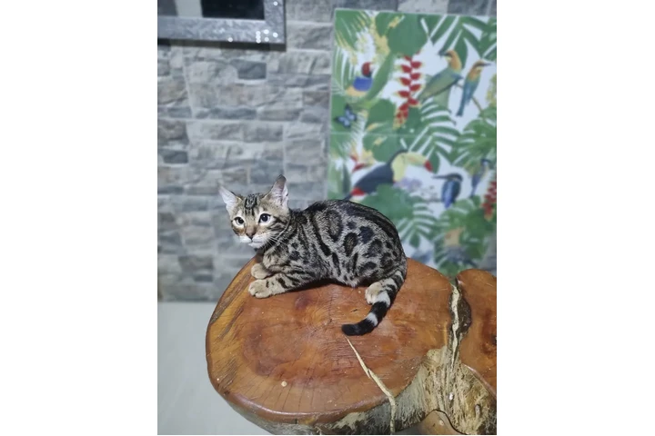 $3000000 : Llegan Gatos Bengali Divinos image 2