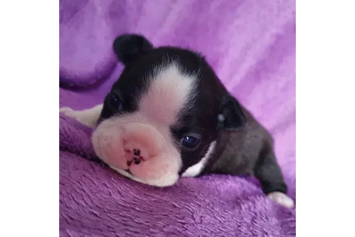 $350 : Boston Terrier image 2