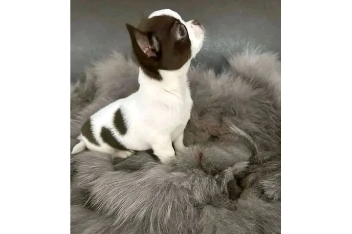 $290 : Chihuahua, Macho AKC image 3