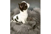 $290 : Chihuahua, Macho AKC thumbnail
