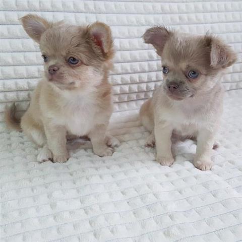 $500 : long haired chihuahua puppies image 4