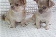 $500 : long haired chihuahua puppies thumbnail