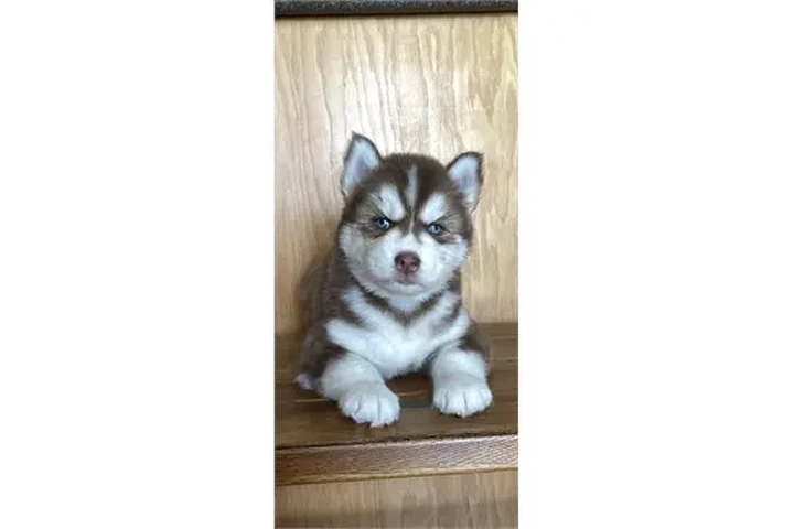 $350 : Cachorros de husky siberiano image 2