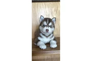 $350 : Cachorros de husky siberiano thumbnail