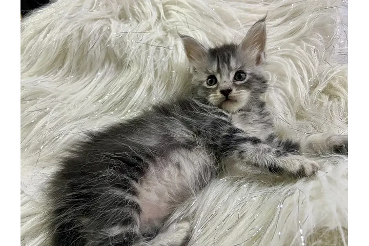 $4000000 : Bonitos Gatos Maine Coons image 2
