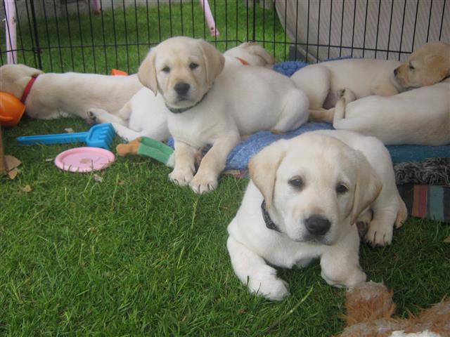 $200 : Cachorros Labradores image 1