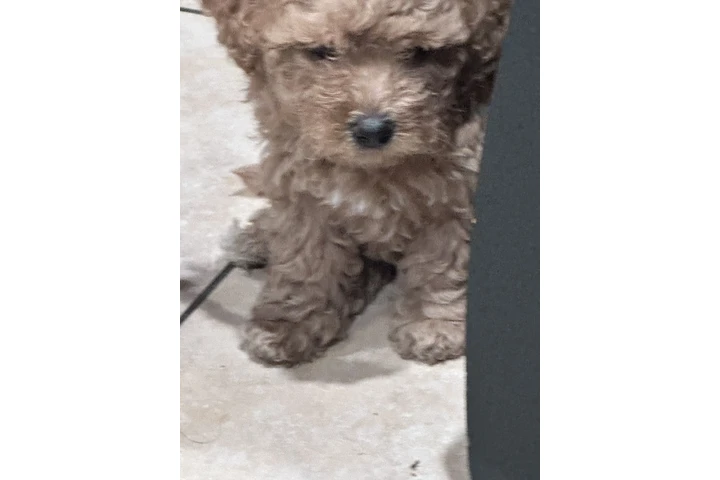 $500 : For sale Maltipoo image 2
