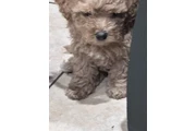 $500 : For sale Maltipoo thumbnail