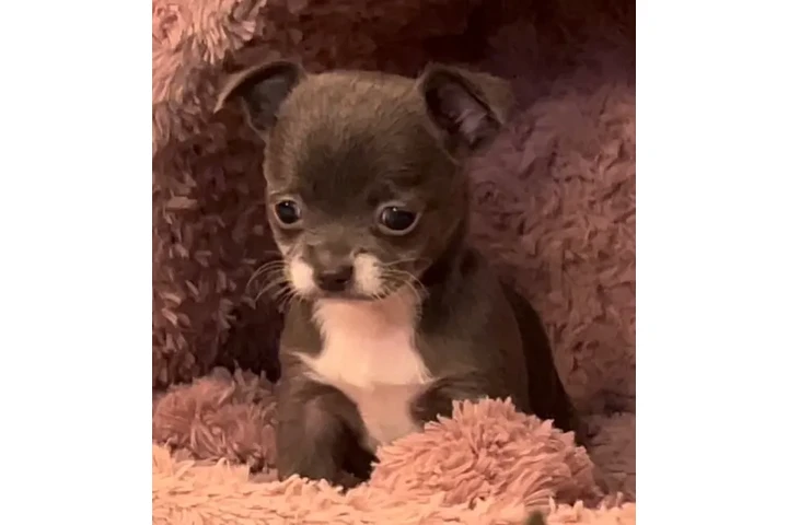 $350 : chihuahua en venta image 7