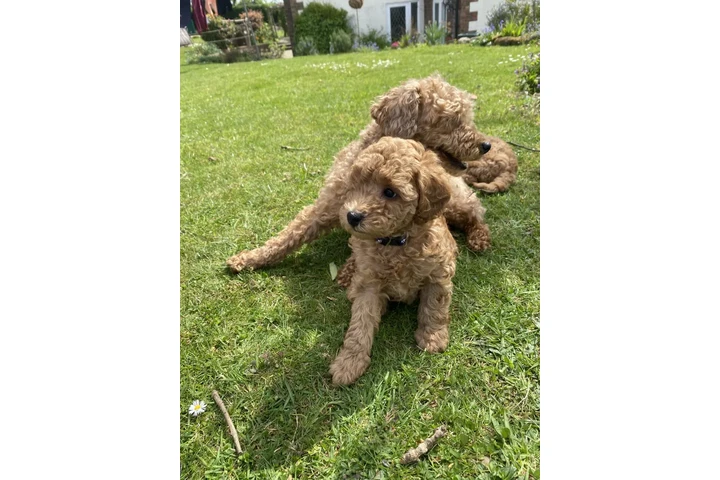 $400 : Toy poodle puppies for sale image 2