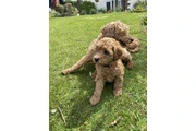 $400 : Toy poodle puppies for sale thumbnail
