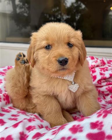 $350 : Cachorrita Golden Retriever image 1