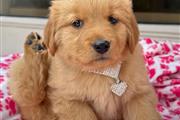 Cachorrita Golden Retriever en Houston