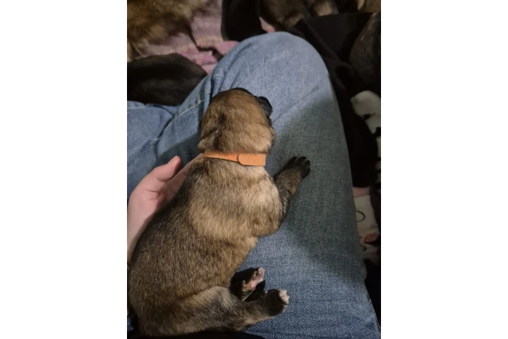 $570 : German Shepherd cute and inqui image 2