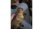 $570 : German Shepherd cute and inqui thumbnail