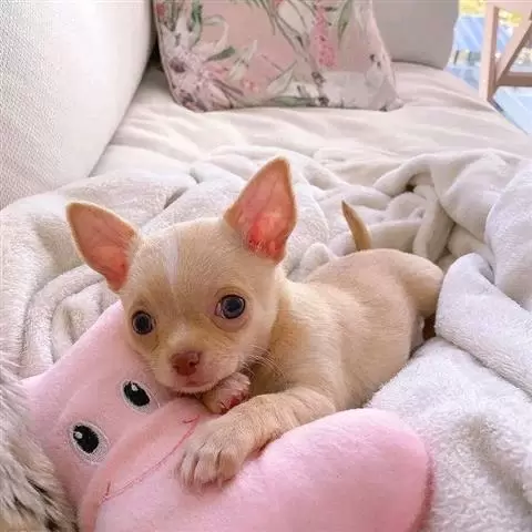 $500 : Chihuahua puppies for adoption image 1