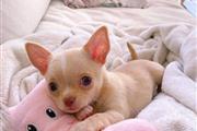 Chihuahua puppies for adoption en Shreveport