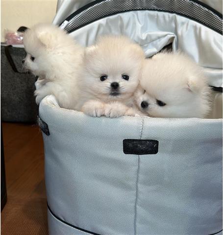 $400 : TACUP Pomeranian en venta image 1