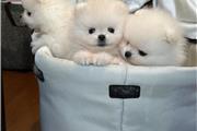 TACUP Pomeranian en venta en Long Island