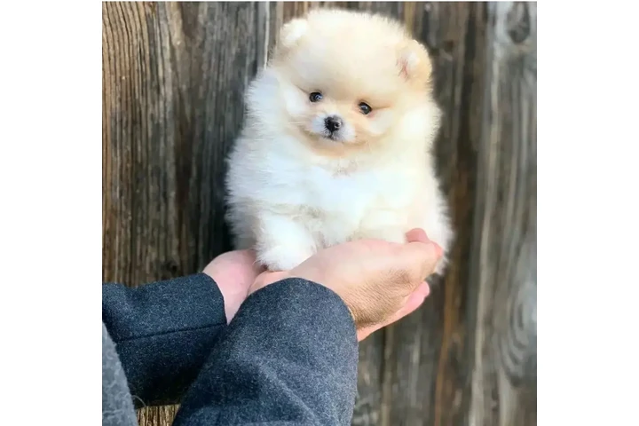 $400 : Pomeranian puppies image 2