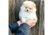 $400 : Pomeranian puppies thumbnail