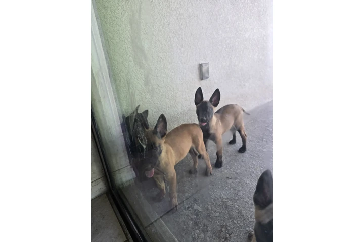 $500 : Cachorro belga mallinois image 4