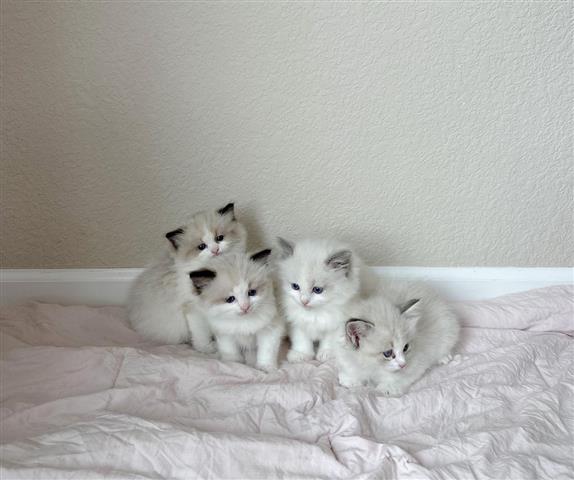 $250 : 4 Ragdolls Available image 1