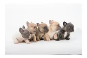 Bulldog Francés En Venta en New York